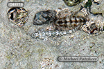 Frillfin Goby (Bathygobius soporator)